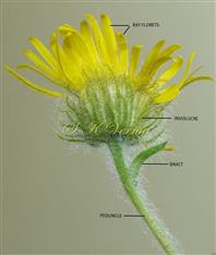  Capitulum with involucre